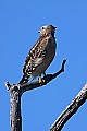 _MG_3636 red shouldered hawk.jpg