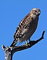 _MG_3647 red-shouldered hawk.jpg