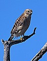 _MG_3666 red-shouldered hawk.jpg