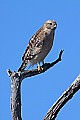 _MG_3670 red-shouldered hawk - florida coloration.jpg