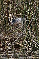 _MG_4002 black-crowned night heron.jpg