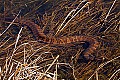 _MG_4080 banded water snake.jpg