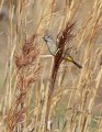 _MG_5416 yellow-rumped warbler.jpg
