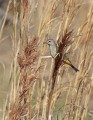 _MG_5418 yellow-rumped warbler.jpg