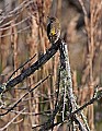 _MG_5434 yellow-rumped warbler.jpg