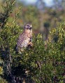 _MG_5690 red-shouldered hawk.jpg