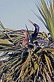 _MG_5928 anhinga pair in coconut tree.jpg