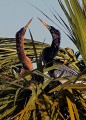 _MG_5943 anhingas - mating pair 72 dpi.jpg