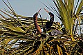 _MG_5943 anhingas - mating pair.jpg