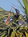 _MG_5955 breeding anhingas.jpg