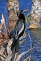 _MG_6039 male anhinga - breeding plummage.jpg