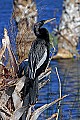 _MG_6048 male anhinga - breeding plummage.jpg