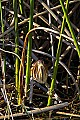 _MG_6063 least bittern.jpg