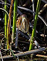 _MG_6067 least bittern.jpg