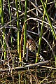 _MG_6083 least bittern 1.jpg