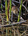 _MG_6083 least bittern.jpg