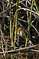 _MG_6086 least bittern.jpg