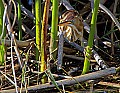 _MG_6088 least bittern.jpg