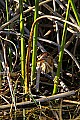 _MG_6091 least bittern.jpg