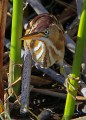 _MG_6092 least bittern 72 dpi.jpg