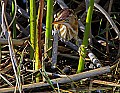 _MG_6092 least bittern.jpg