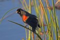 _MG_6113 red-winged blackbird.jpg