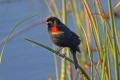 _MG_6116 red-winged blackbird.jpg