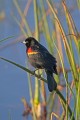 _MG_6164 red-winged blackbird.jpg