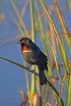 _MG_6165 red-winged blackbird.jpg