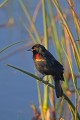 _MG_6167 red-winged blackbird.jpg