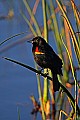 _MG_6174 red-winged blackbird.jpg