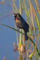 _MG_6187 red-winged blackbird.jpg