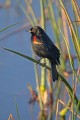 _MG_6189 red-winged blackbird.jpg