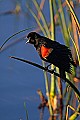 _MG_6205 red-winged blackbird singing.jpg