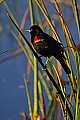 _MG_6255 red-winged blackbird.jpg
