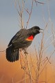 _MG_6274 red-winged blackbird.jpg