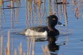 _MG_6368 ringed-neck duck.jpg