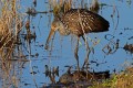 _MG_6537 limpkin with snail.jpg