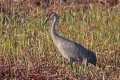 _MG_6700 sandhill crane in the viera wetlands.jpg