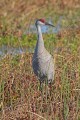 _MG_6796 sandhill crane in the viera wetlands.jpg