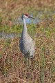 _MG_6801 sandhill crane in the viera wetlands.jpg