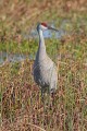 _MG_6803 sandhill crane in the viera wetlands.jpg