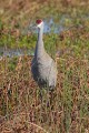 _MG_6817 sandhill crane in the viera wetlands.jpg
