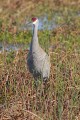 _MG_6824 sandhill crane in the viera wetlands.jpg