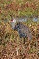 _MG_6840 sandhill crane in the viera wetlands.jpg