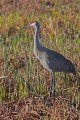 _MG_6925 sandhill crane at the viera wetlands.jpg