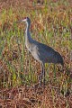 _MG_6949 sandhill crane at the viera wetlands.jpg