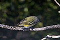 _MG_7007 yellow-rumped warbler.jpg
