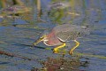 _MG_7132 green heron eating fish at the viera wetlands.jpg