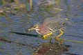 _MG_7135 green heron eating fish at the viera wetlands.jpg